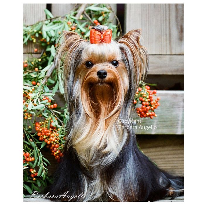 Yorkie House Banner (Photo) CLEARANCE