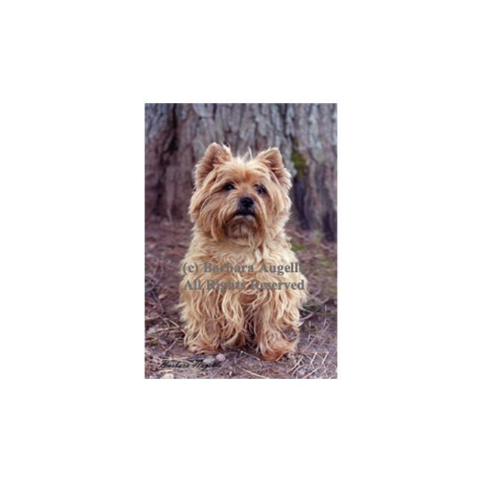 Cairn Terrier Wheat Garden Flag
