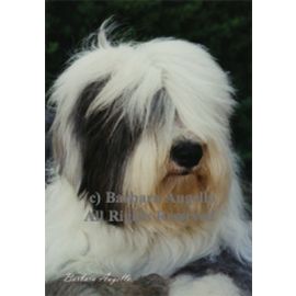 Old English Sheepdog Garden Flag