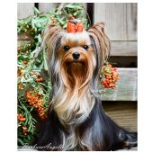 Yorkie House Banner (Photo) CLEARANCE