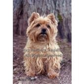 Cairn Terrier Wheat Garden Flag